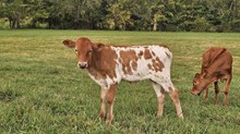 Twylite Heifer Calf