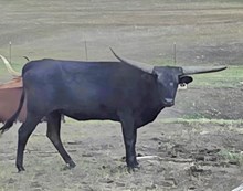 HCR Ebony