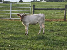 Black Betty x Cowboy Tuff Chex