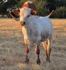 Bull 263