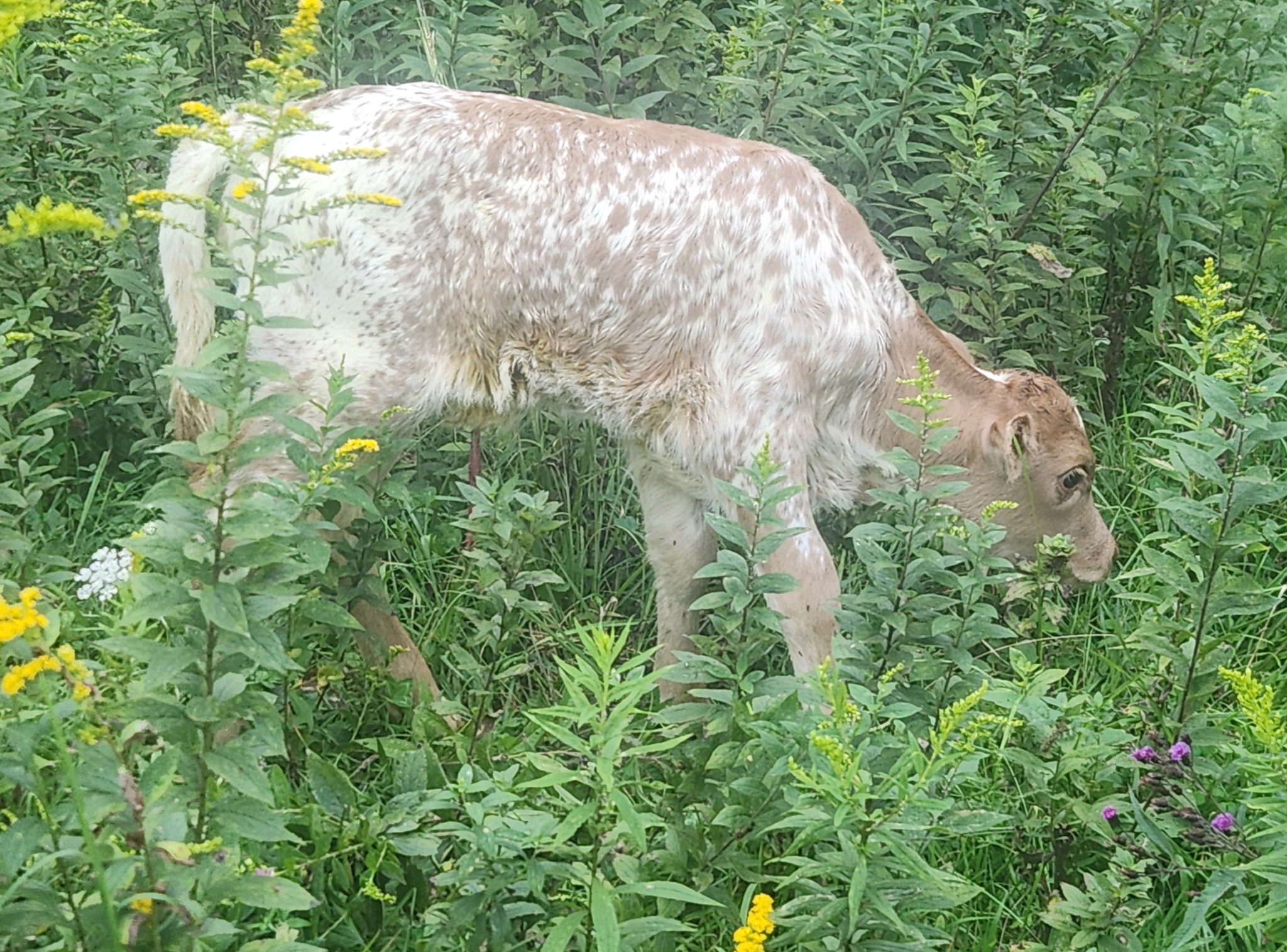 Advantage 623 x Maxim Profit Safari heifer