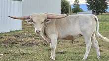 2430 PCC SILVER & GOLD BULL