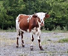 Fandango Heifer Calf