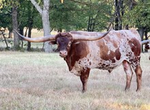 MN Charro's  Playboy