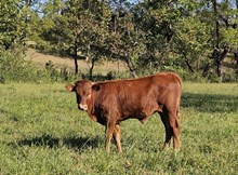 Raggle-Taggle Heifer Calf