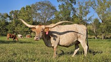 COUNTRY ROSE CDC