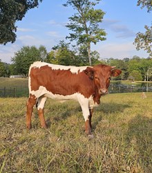 Swagg Heifer Calf