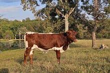 Shelby Heifer Calf