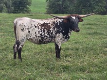 Tinker Bell