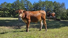 Senajum Bull Calf 2