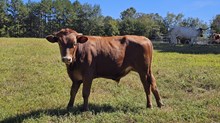 Senajum Bull Calf 1