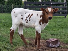 Bull Calf