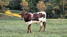 Royal Bull Calf