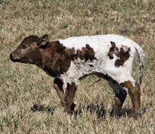 TK x Country Rose Bull