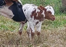 2026 Bull (Peppercorn)