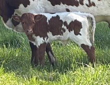 2026 Ashley Heifer