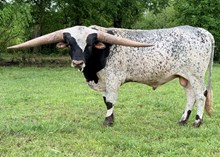 MHL Jamin Bullwinkle