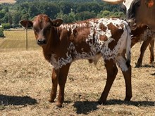 2026 Celine Bull