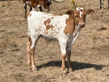 2026 Ella Heifer