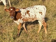 2026 Graceful Stone Heifer
