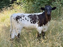 2026 Lorenza bull
