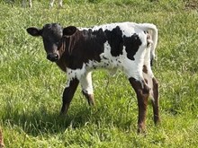 2026 Luna Heifer