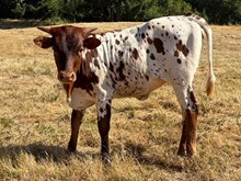 2026 Midas Touch x CR Butterfly Heifer