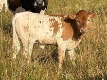 2026 Miranda Heifer