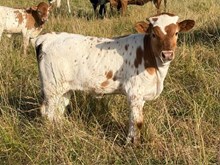2026 Tuff Nikki Heifer