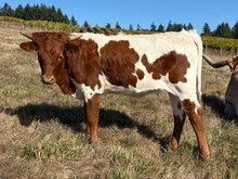 2026 Ashley Heifer