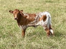 GLR 20 Mermaids Zooming heifer calf