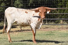 SHAM ROCK MY WORLD x HL HEADS UP - TAG 2242