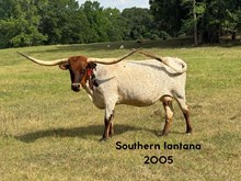 Southern Iantana
