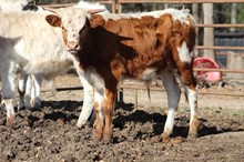 2022 bull