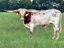 DB Texas Jim