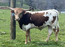 2024 Bull (Tuff Pepper Jam)