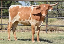 WT KID ROCK X SDR SPICEY TAG 2318 ET HFR.