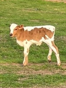 6H EILEEN 23 BULL CALF
