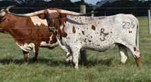 RJF REBA 236