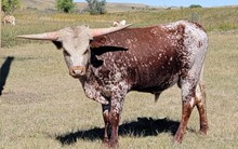 HCR Samson
