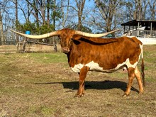 HORSESHOE J LATITUDE