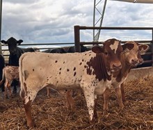 RIO LEZAWE 9E3 X KDK WILDFIRE 891- TAG 2494