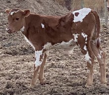 L4 Bull