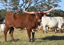RJF JAMBOREE 250