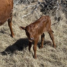 HR Sassie Cowgirl x Rebel HR