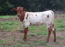 Honey Dip Bull Calf