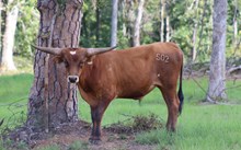 Mr Leroy Brown