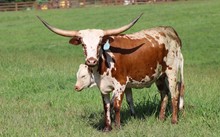 CCL Texas Pearl