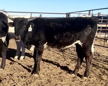 RR Tequila Sunrise x Epoxy 2021 bull