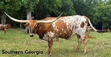 SOUTHERN GEORGIA BOY